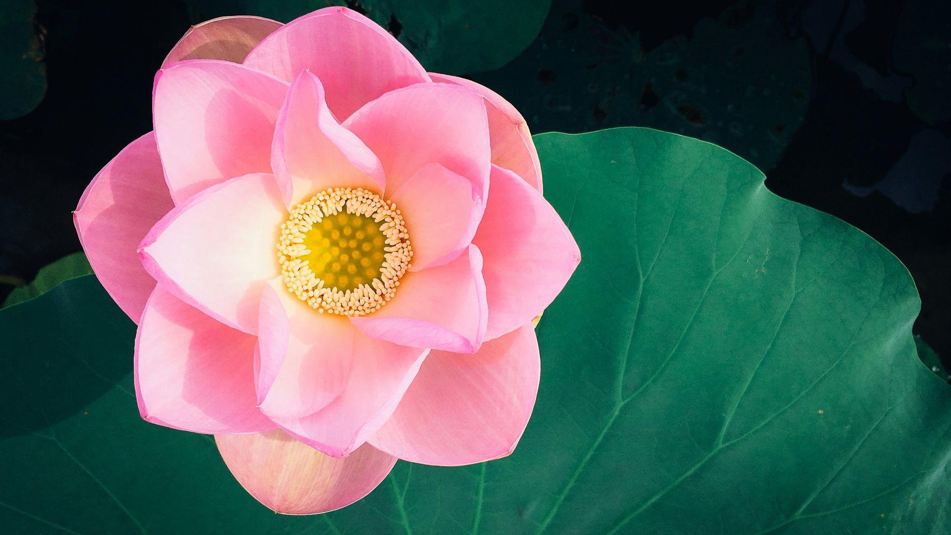 Pink flowers